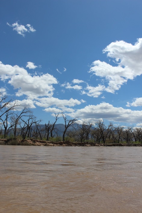 The lowering of the water table embodies a significant risk to the ecological health of our bosque, but these cottonwoods are just starting to bud for the season.